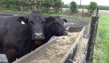 Cattle feeding on a Chatham-Kent Farm. (Photo by Simon Crouch)