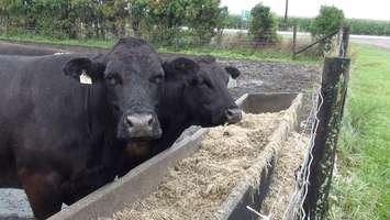 Cattle feeding on a Chatham-Kent Farm. (Photo by Simon Crouch)