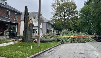 Tree damage at Argyle Street and Tuscarora Street in Windsor on August 25, 2023. (Photo by Maureen Revait)