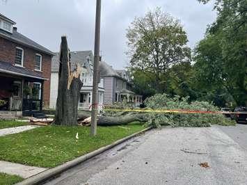 Tree damage at Argyle Street and Tuscarora Street in Windsor on August 25, 2023. (Photo by Maureen Revait)